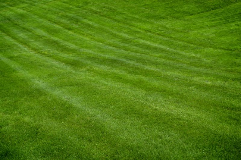 Healthy Green Lawns